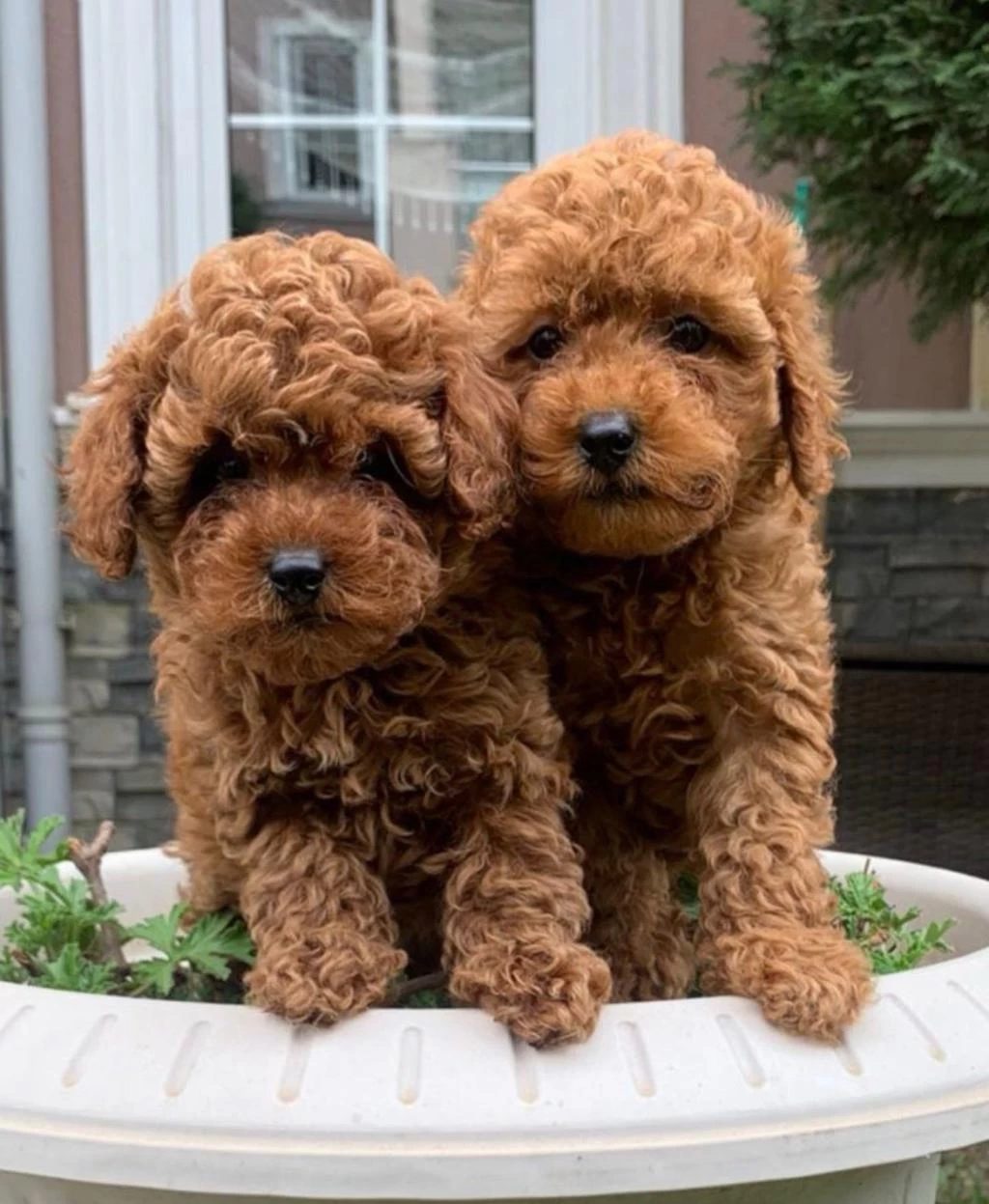 İrk Ve Saglik Garantili Poodle