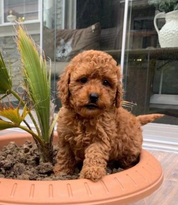 İrk Ve Saglik Garantili Poodle