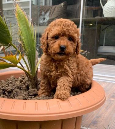 İrk Ve Saglik Garantili Poodle