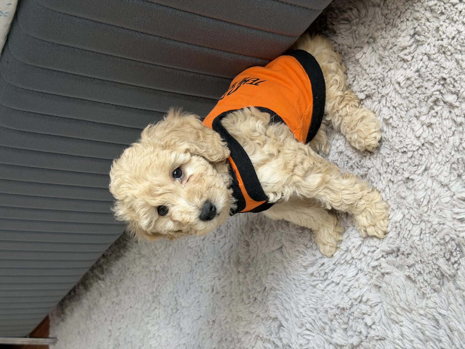 2 Aylık Erkek Toy Poodle Sahiplendirilecektir