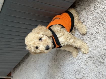 2 Aylık Erkek Toy Poodle Sahiplendirilecektir