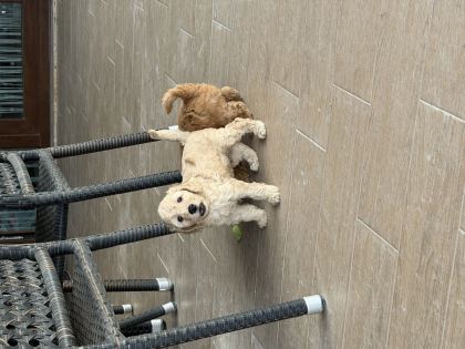 2 Aylık Erkek Toy Poodle Sahiplendirilecektir