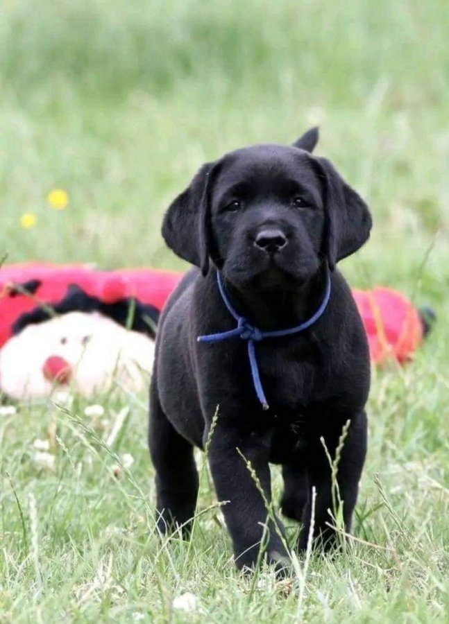 BİR BİRİNDEN GÜZEL LABRADOR RETRİEVER YAVRULARI