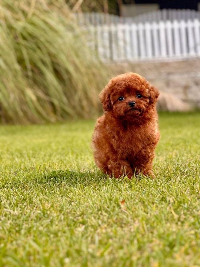 RED BROWN TOY POODLE YAVRULARI İSTANBUL