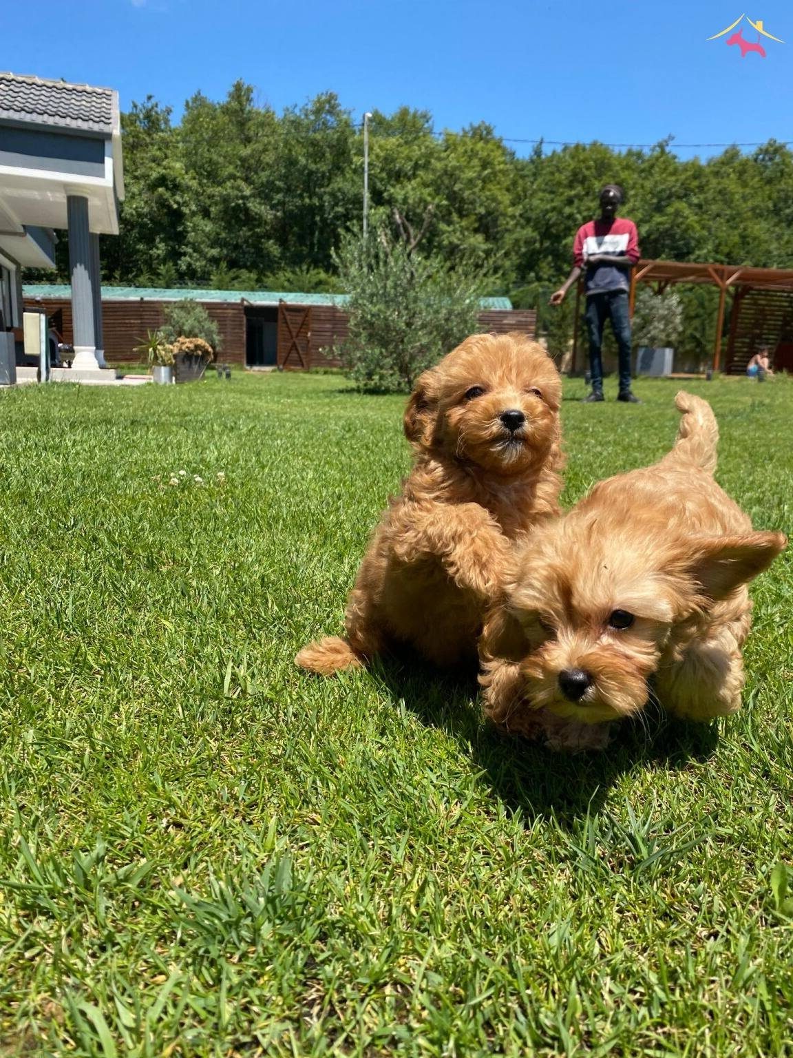 SEVİMLİ MALTİPOO BEBEKLERİ SİZLERİ BEKLİYOR