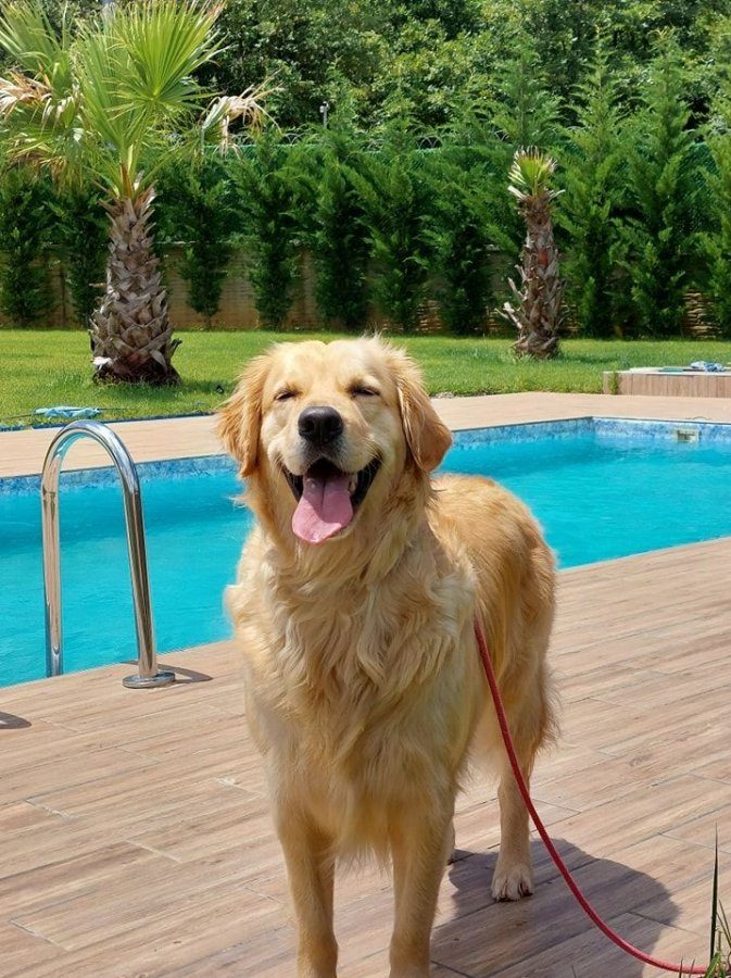 Golden retriever yavruları sizleri