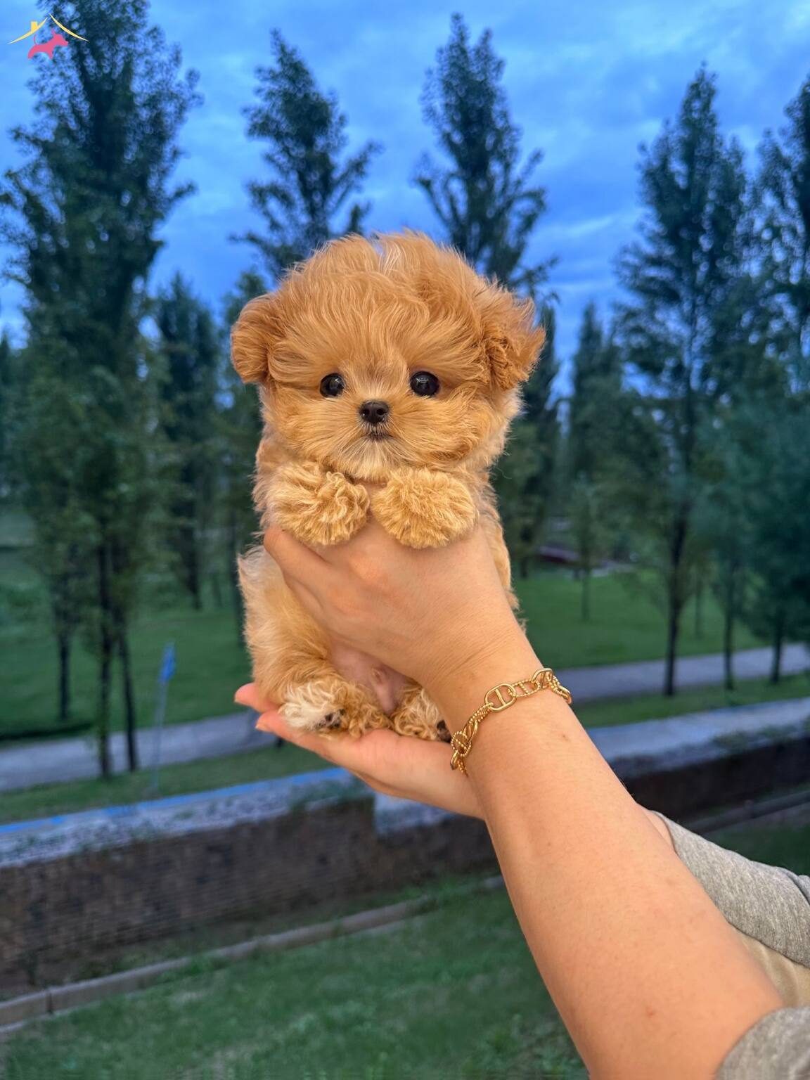 ETKILEYICI YAPISIYLA KOREAN MALTIPOO BEBEKLERIM