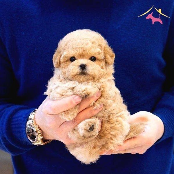 ENFES GUZELLIKTEKI TOY POODLE BEBISLERIMIZ