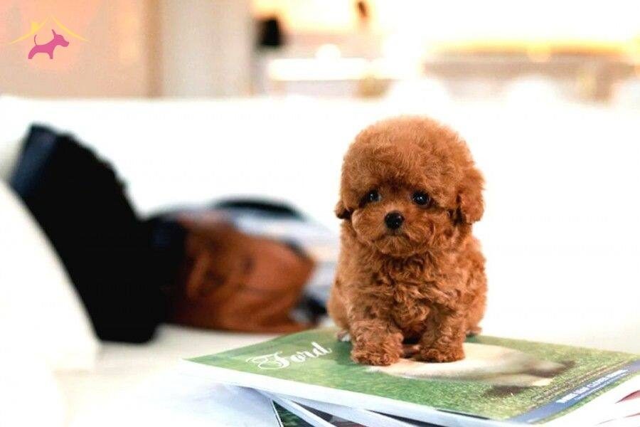 SUPER STAR TOY POODLE BEBEKLERIMIZ