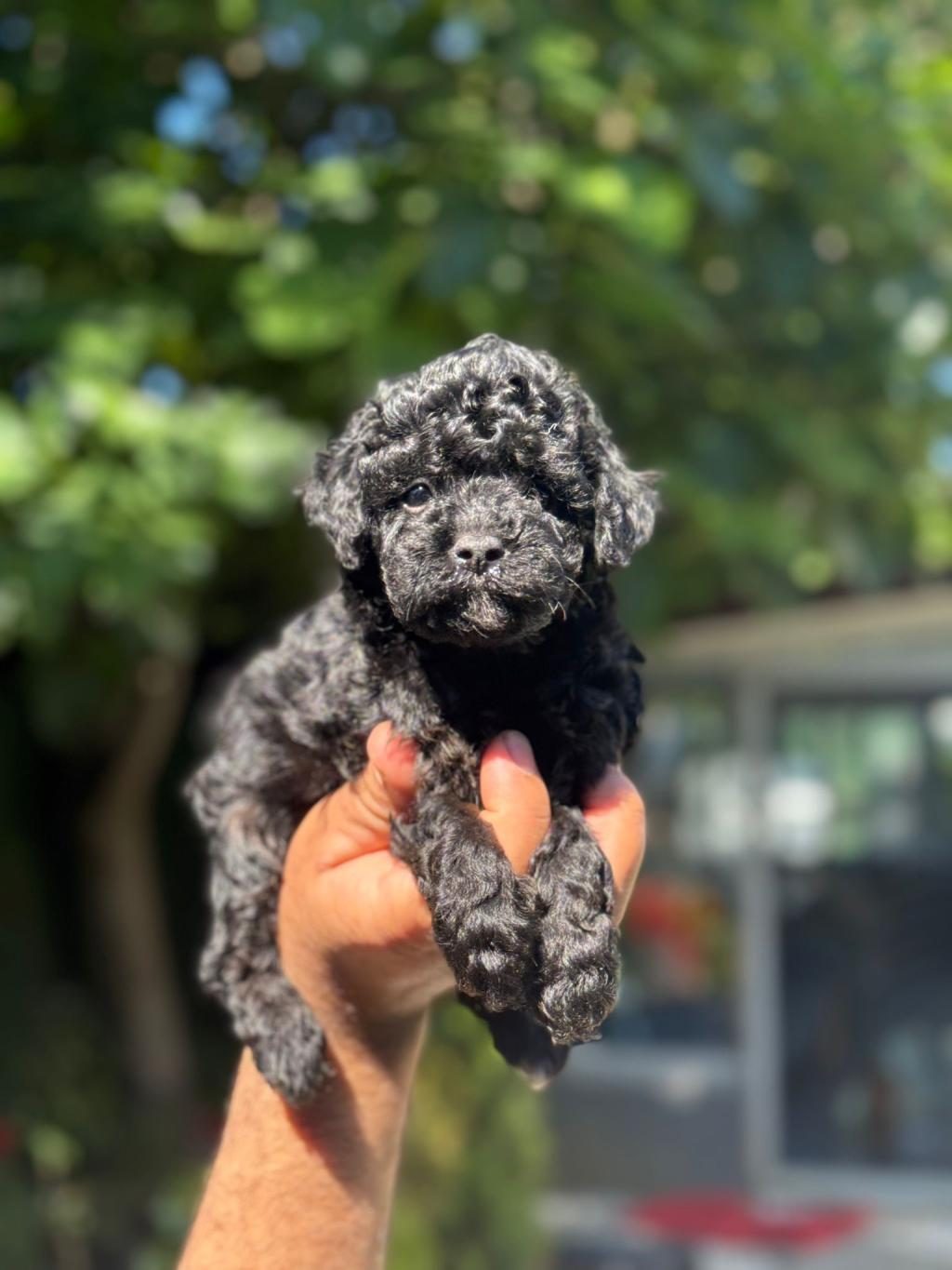 EŞSİZ GÜZELLİKTEKİ TOY POODLE BEBEKLER