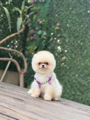 TEA CUP POMERANİAN BOO KIZIMIZ