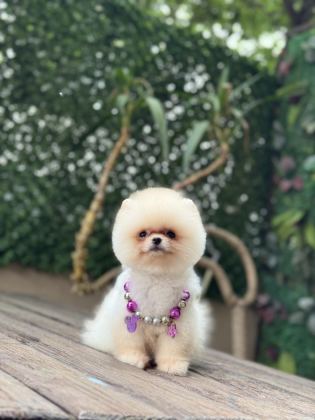 TEA CUP POMERANİAN BOO KIZIMIZ