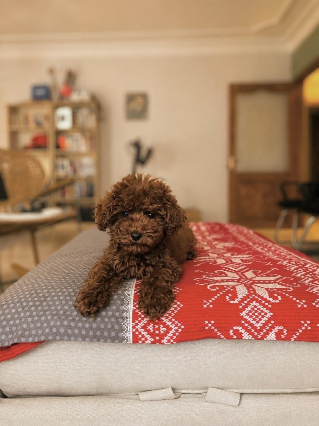 TUVALET EĞİTİMLİ TOY POODLE BEBEKLER
