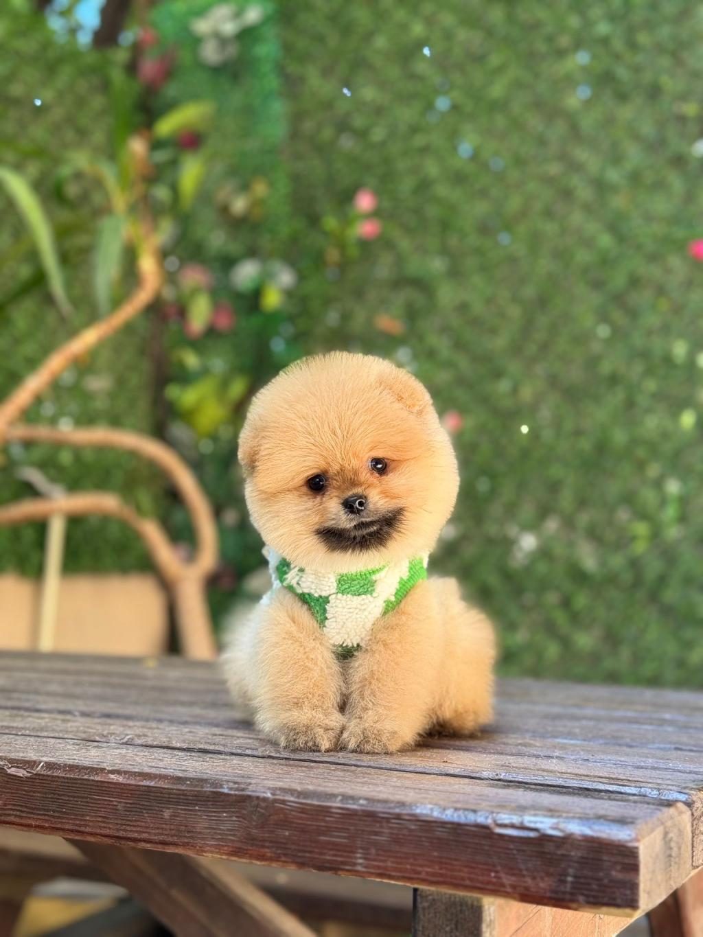 TEACUP ORANJ POMERANİAN BOO MİNİĞİMİZ