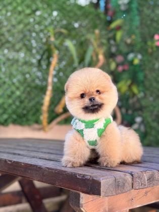TEACUP ORANJ POMERANİAN BOO MİNİĞİMİZ