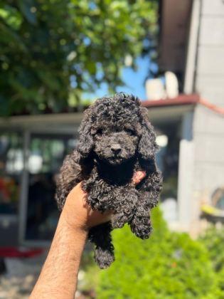 EŞSİZ GÜZELLİKTEKİ TOY POODLE BEBEKLER
