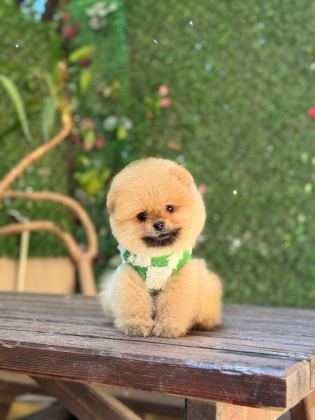 TEACUP ORANJ POMERANİAN BOO MİNİĞİMİZ