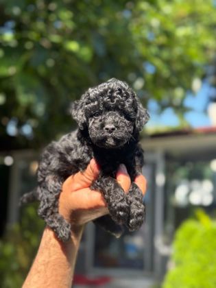 EŞSİZ GÜZELLİKTEKİ TOY POODLE BEBEKLER