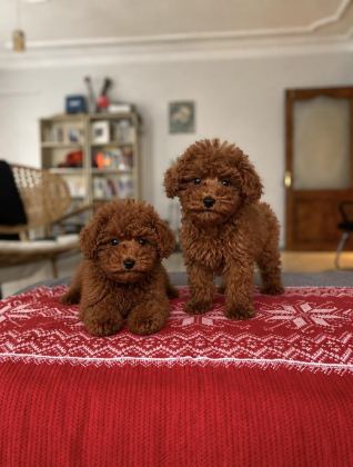 SAĞLIK GARANTİLİ RED BROWN TOY POODLE BEBEKLER