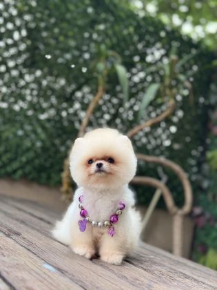 TEA CUP POMERANİAN BOO KIZIMIZ