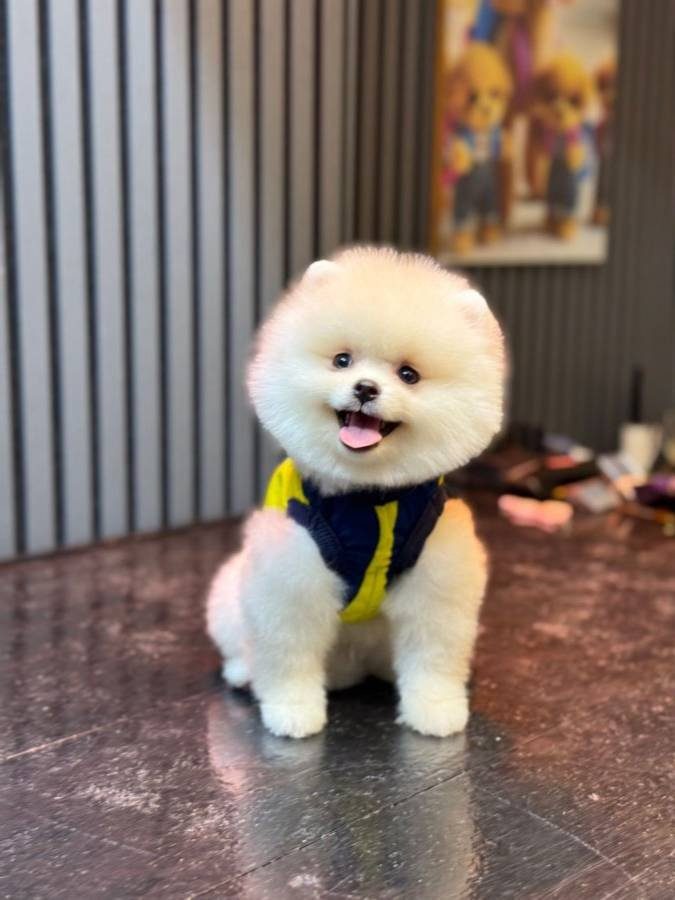 Gülen Surat Pomeranian Boo Yavrumuz