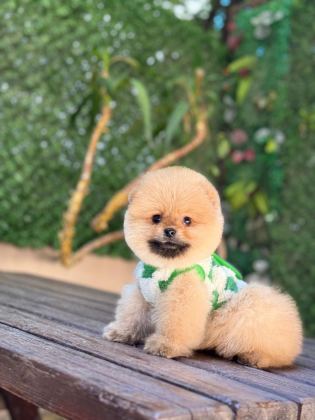 TEACUP ORANJ POMERANİAN BOO MİNİĞİMİZ