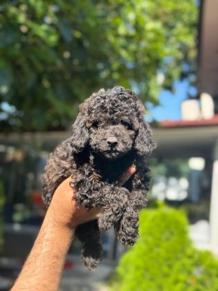 EŞSİZ GÜZELLİKTEKİ TOY POODLE BEBEKLER