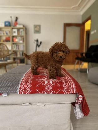 TUVALET EĞİTİMLİ TOY POODLE BEBEKLER