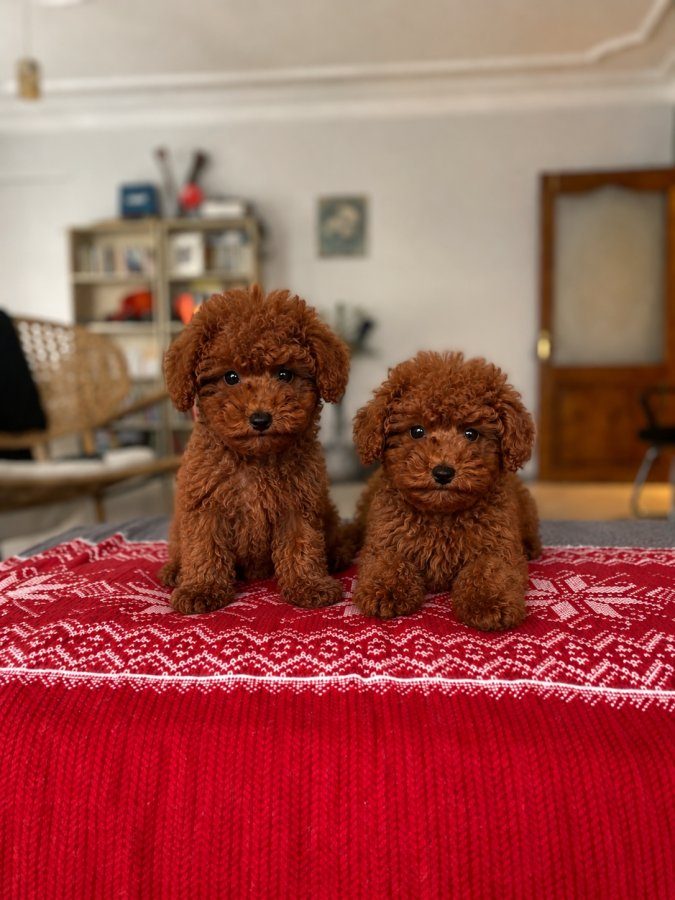 3,5 aylık Ped eğitimli Toy Poodle Bebekler