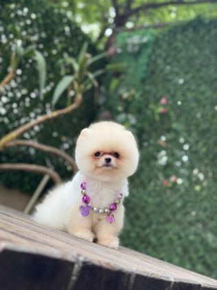 TEA CUP POMERANİAN BOO KIZIMIZ