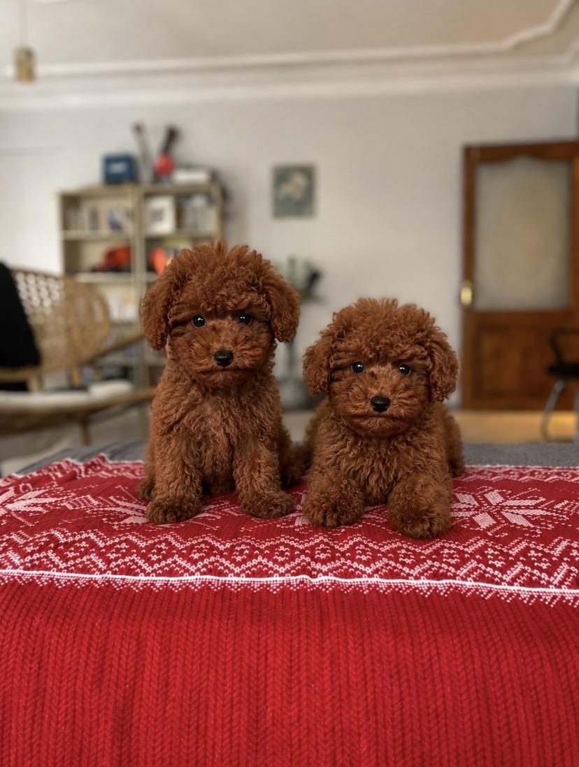 SAĞLIK GARANTİLİ RED BROWN TOY POODLE BEBEKLER