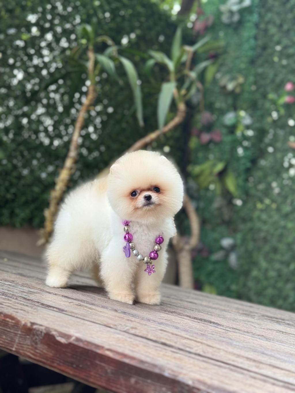 TEA CUP POMERANİAN BOO KIZIMIZ