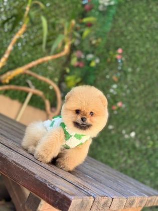 TEACUP ORANJ POMERANİAN BOO MİNİĞİMİZ