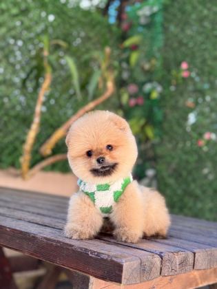 TEACUP ORANJ POMERANİAN BOO MİNİĞİMİZ