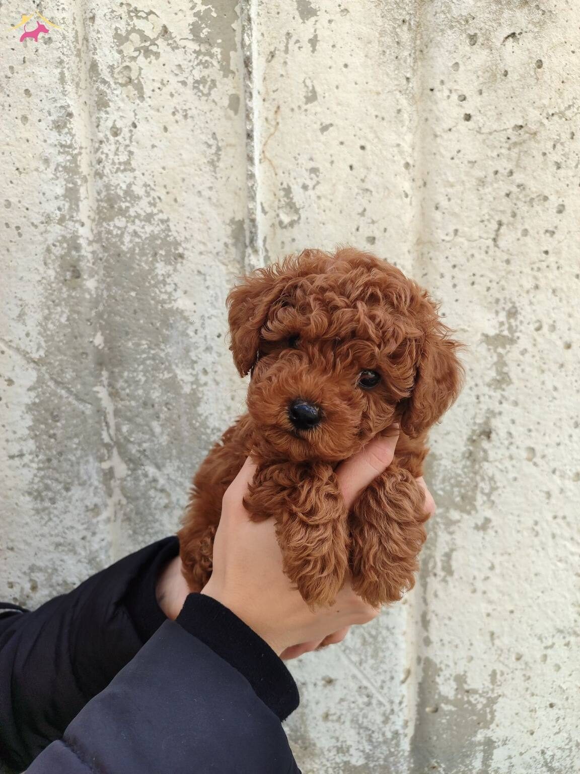A kalite yasal çiftlik garantili poodle bebeklerim