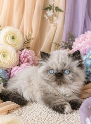 MİNİ MAVİŞ İRAN KEDİMİZ