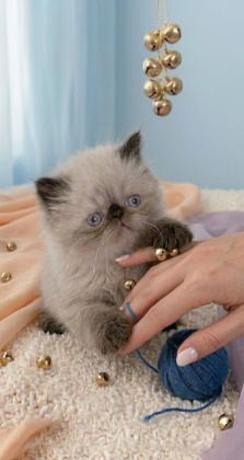 MİNİ MAVİŞ İRAN KEDİSİ