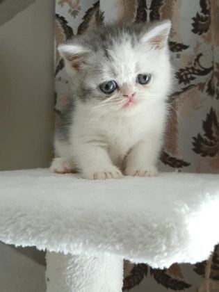 EN TATLI YAVRU KEDİMİZ