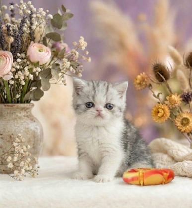 ÇOK TATLI YAVRU KEDİMİZ