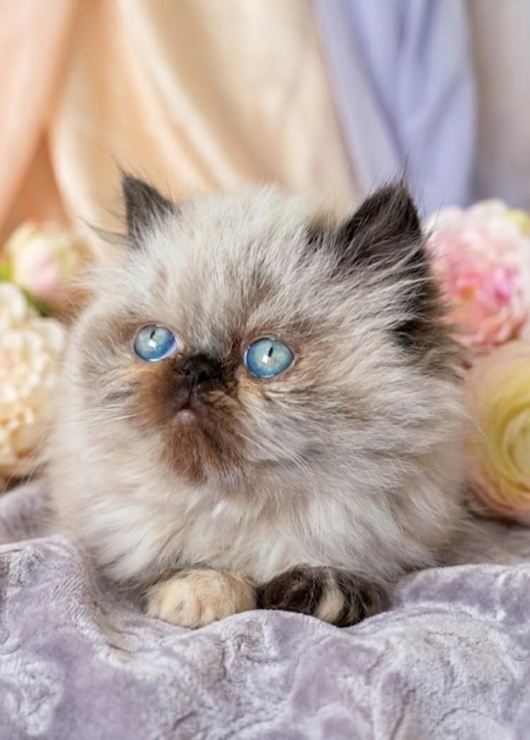 MİNİ MAVİŞ İRAN KEDİMİZ