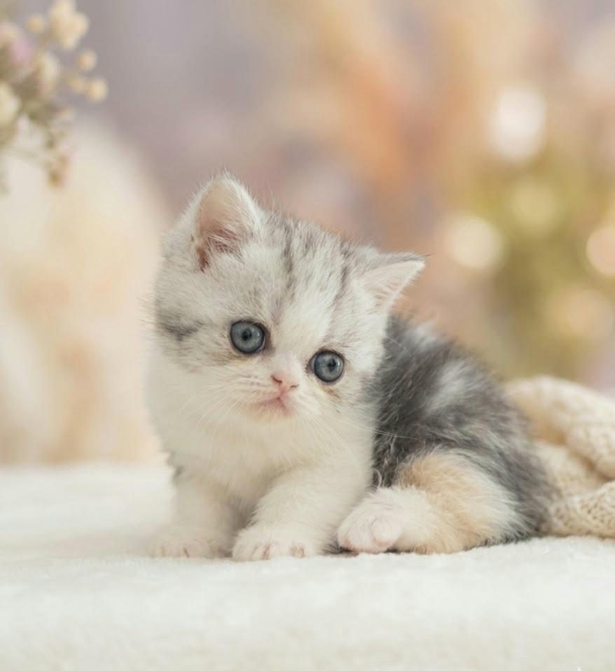 ÇOK TATLI YAVRU KEDİMİZ