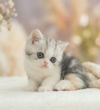 ÇOK TATLI YAVRU KEDİMİZ