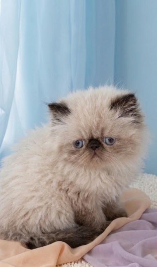 MİNİ MAVİŞ İRAN KEDİSİ
