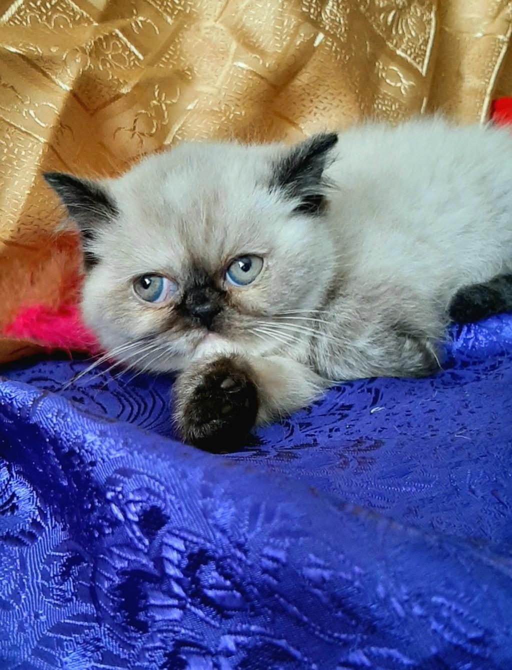 MAVİ GÖZLÜ YAVRU KEDİMİZ