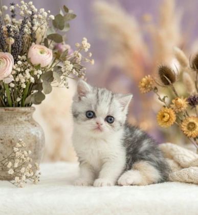 ÇOK TATLI YAVRU KEDİMİZ