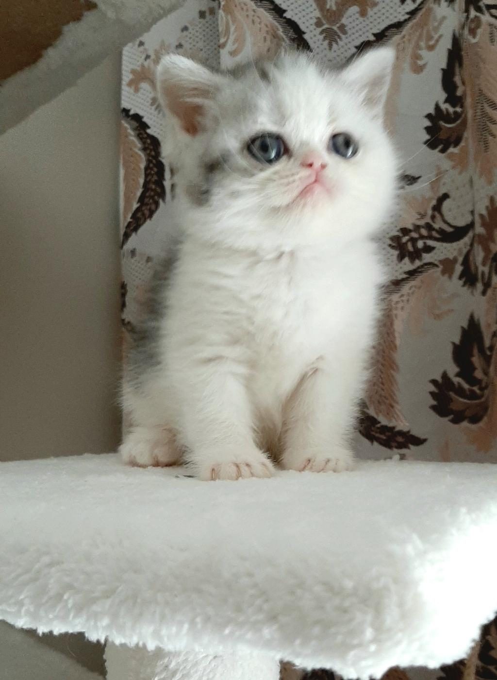 EN TATLI YAVRU KEDİMİZ