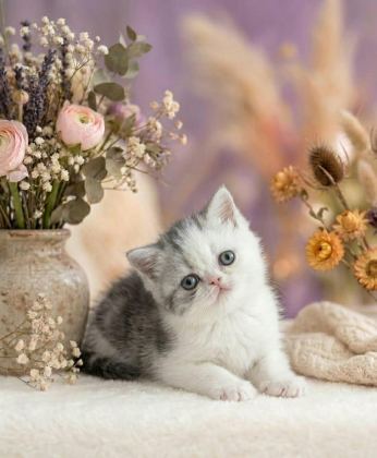 ÇOK TATLI YAVRU KEDİMİZ