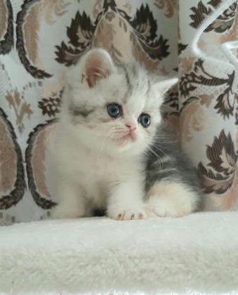 EN TATLI YAVRU KEDİMİZ