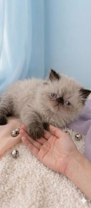 MİNİ MAVİŞ İRAN KEDİSİ