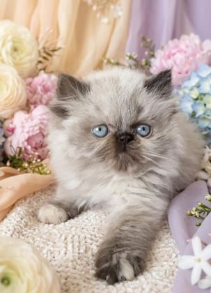 MİNİ MAVİŞ İRAN KEDİMİZ